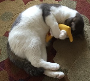 finn-with-yeowww-banana-catnip-toy