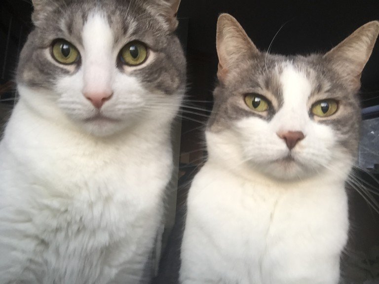 is pet insurance worth it