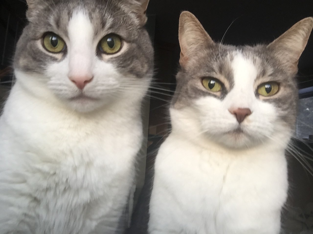 is pet insurance worth it