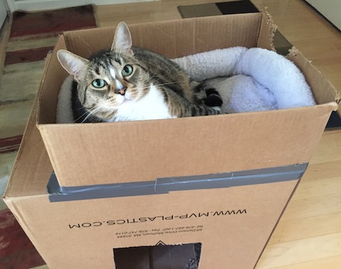 diy-cardboard-cat-house