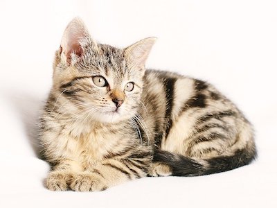 Tips for the First-Time Cat Owner