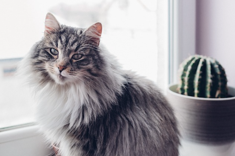 Tips For Living With Your Cat – Even When You Have Allergies