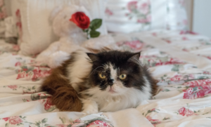 Become a Better Pet Parent to Your Aging Feline (Without Overspending